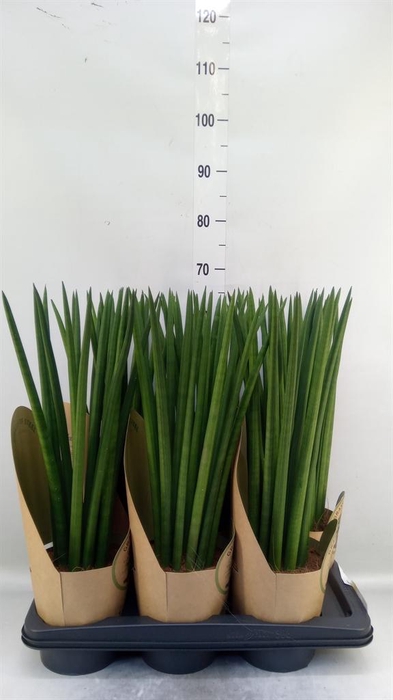 <h4>Sansevieria cyl.  ...</h4>