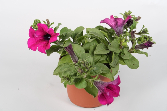 <h4>Surfina Purple p10,5</h4>