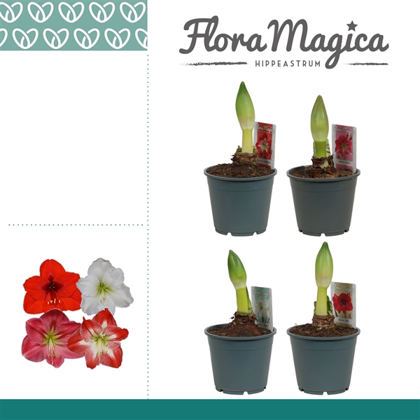 <h4>Amaryllis Mix 1 Knop</h4>