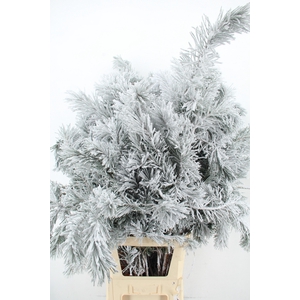 Pinus alaska snow 130cm per stem
