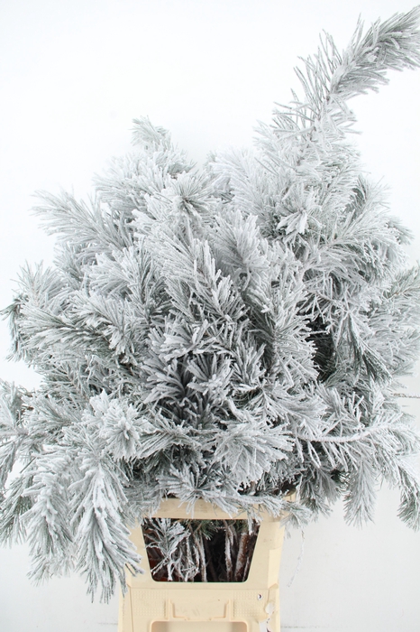 <h4>Pinus alaska snow 130cm per stem</h4>