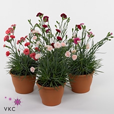 Dian Dev Cot Mixk 1 Kleur Per Tray