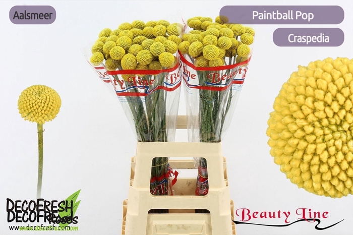 <h4>CRAS PAINTBALL POP</h4>