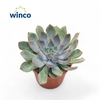 Echeveria Blue Speed