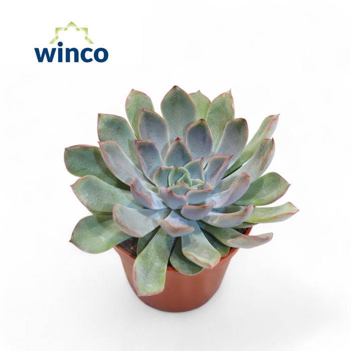 <h4>Echeveria Blue Speed</h4>