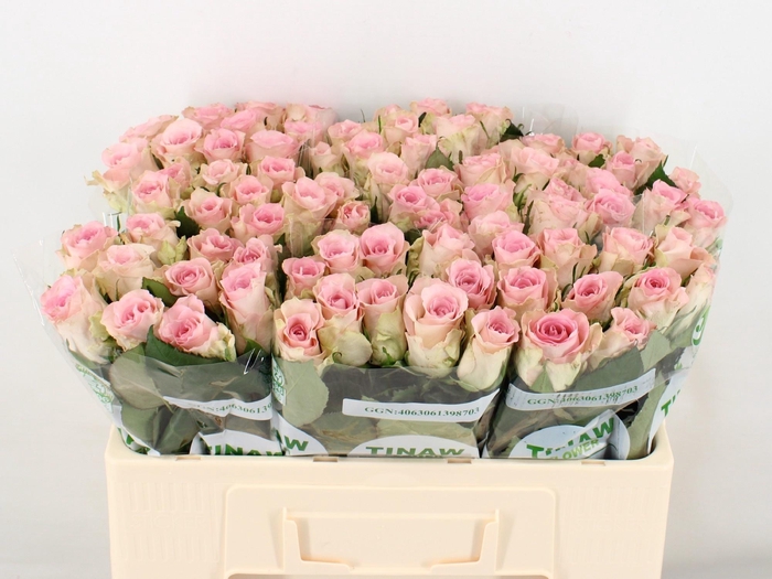 <h4>R GR BISOU@</h4>