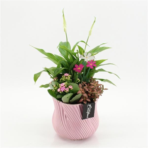 Arrangementen kamerplanten bloeiend H%