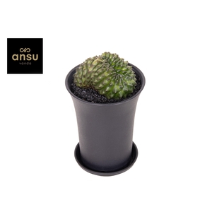 Gymno Cactus 'Spineless' Bridge XL