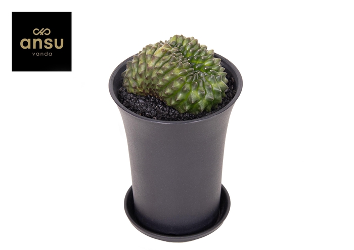 <h4>Gymno Cactus 'Spineless' Bridge XL</h4>