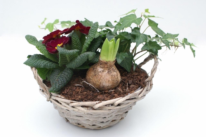 <h4>Primula Chipwood (1x Hya, 1x Hed, 1x Prim)</h4>