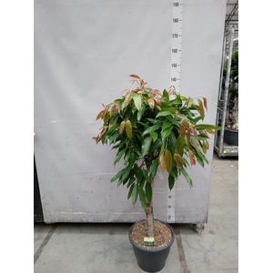 Ficus binn. 'Amstel King'
