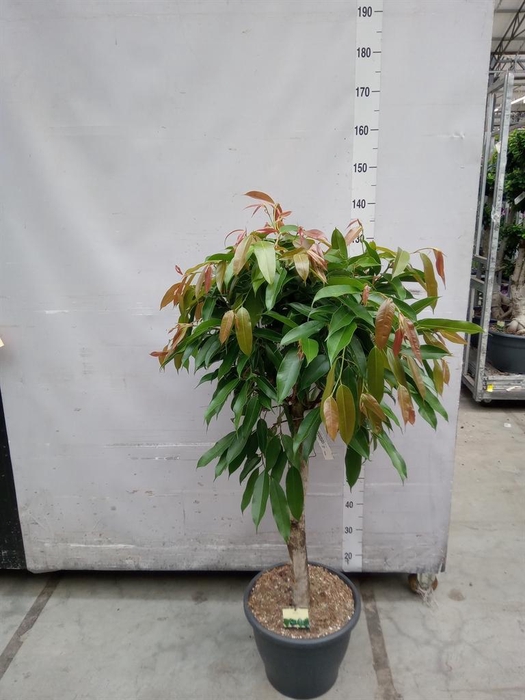 <h4>Ficus binn. 'Amstel King'</h4>