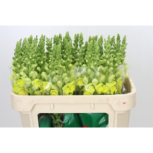 Antirrhinum Legend Yellow