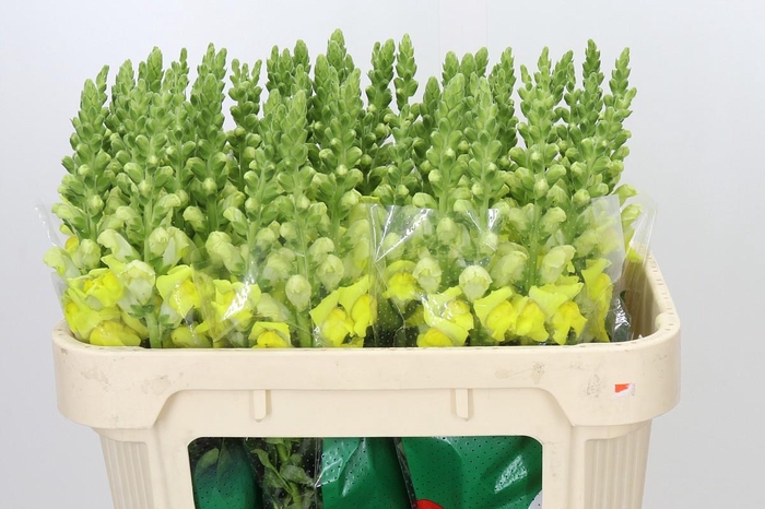 <h4>Antirrhinum Legend Yellow</h4>