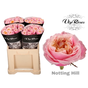 R GR NOTTING HILL