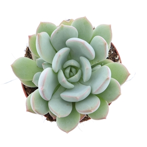 Echeveria   ...