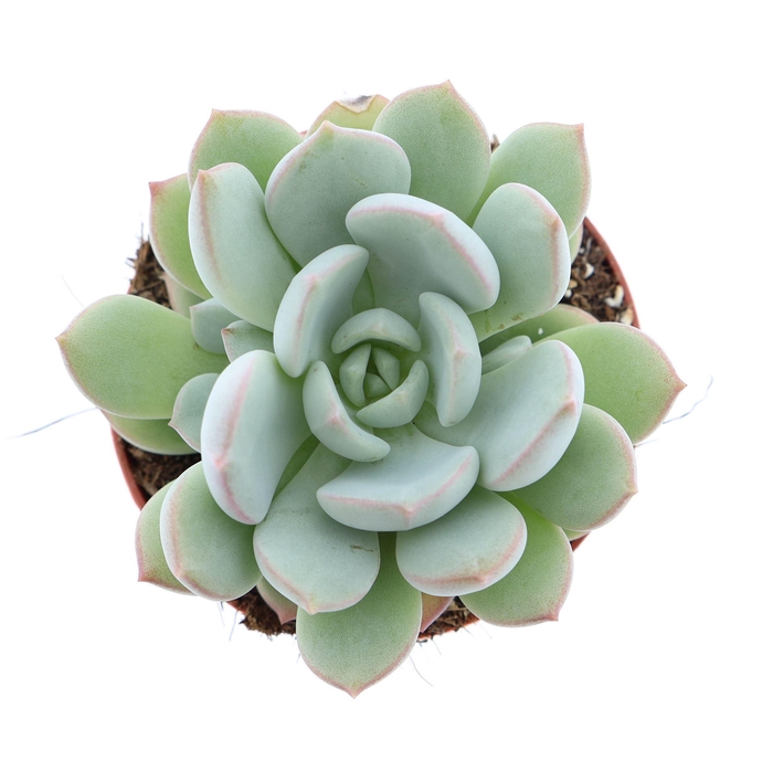 <h4>Echeveria   ...</h4>
