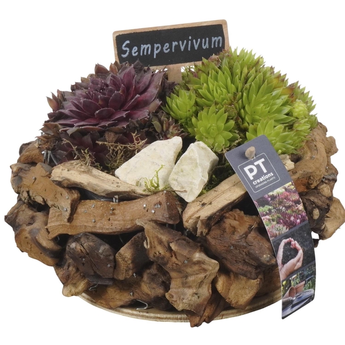 <h4>PTS7443 Arrangement Sempervivum in houten bak</h4>