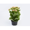 KALANCHOE DOBRADO P15