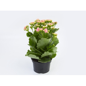 KALANCHOE DOBRADO P15 ROSA