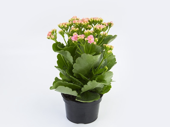 <h4>KALANCHOE DOBRADO P15 ROSA</h4>
