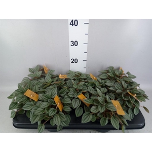Peperomia  'Napoli Nights'