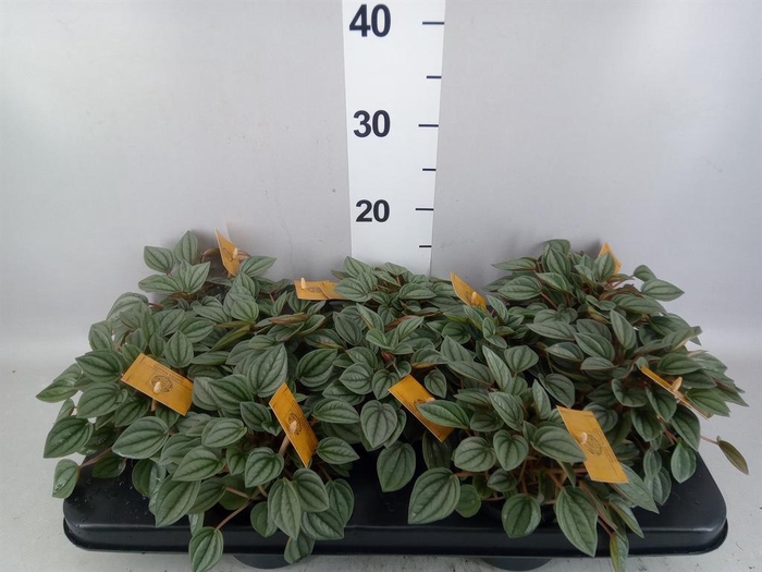 <h4>Peperomia  'Napoli Nights'</h4>