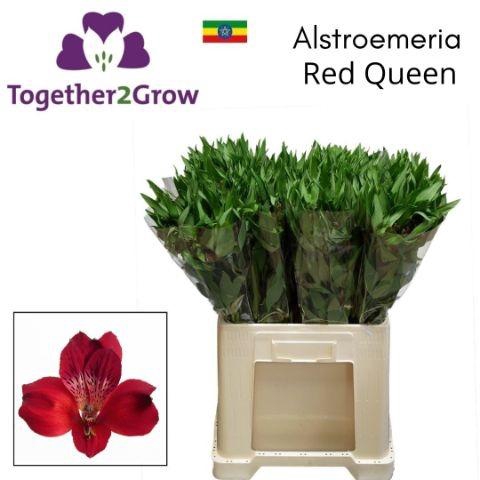 <h4>Alstr Red Queen</h4>