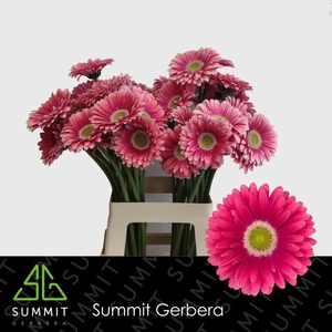 Gerbera Unique Water x40 Lang