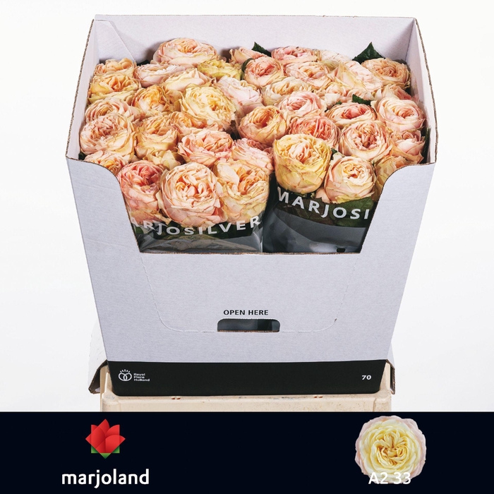 <h4>R GR PRISCILLA! 3-3 A2</h4>