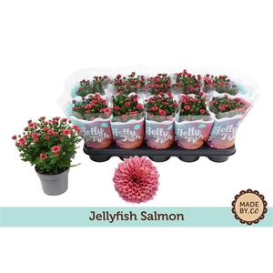 Chrysant Jellyfish Salmon