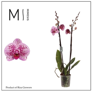 Phalaenopsis Mesmerion 2 spike – 12cm | Mimesis