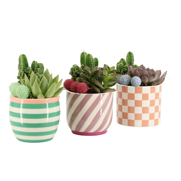 <h4>31651: Color circus arrangement</h4>