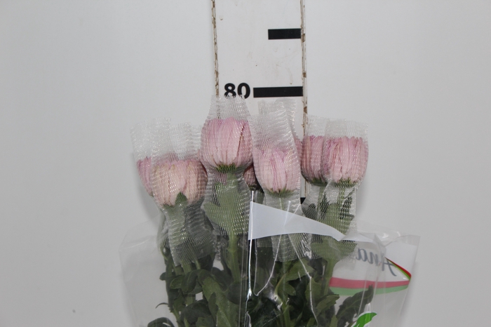 <h4>ANASTASIA BODA 080 CM</h4>