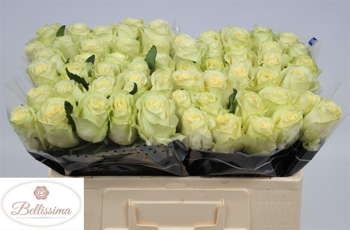 <h4>Rosa a grande fleur Cream Unique</h4>