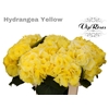 HYDR M SUNNY YELLOW 60 CM