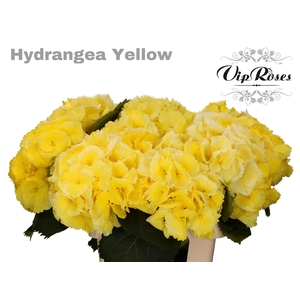 HYDR M SUNNY YELLOW 70 cm