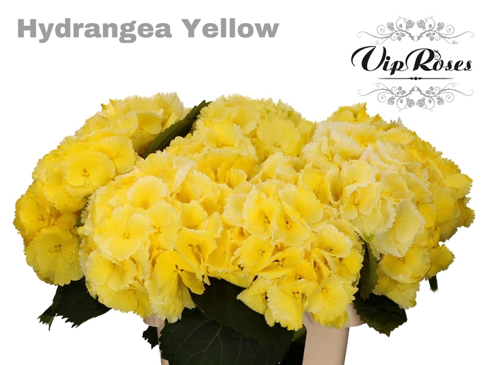 HYDR M SUNNY YELLOW 70 cm