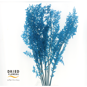 Dried Bleached Ruscus Dark Blue