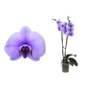 Phal I Am Purple 2T12+