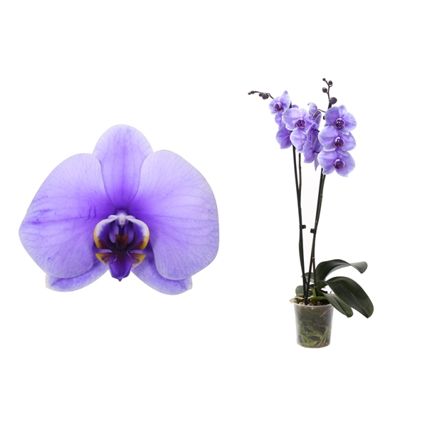 <h4>Phal I Am Purple 2T12+</h4>