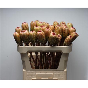 Protea Grandicolor No Leaves