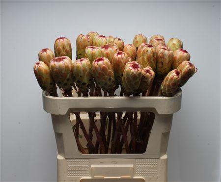 <h4>Protea Grandicolor No Leaves</h4>