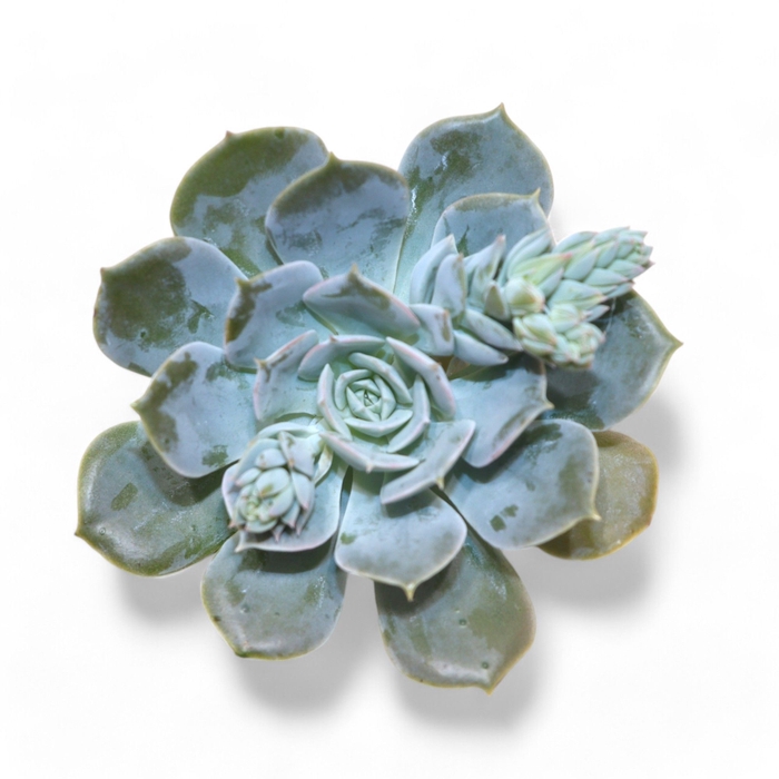 <h4>Echeveria Snowbunny Cutflower Wincx-8cm</h4>