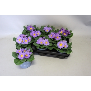 Primula acaulis Lavender