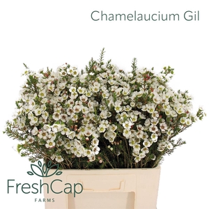 Chamelaucium Gil