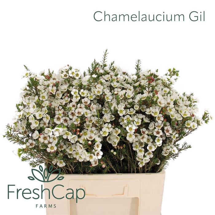<h4>Chamelaucium Gil</h4>