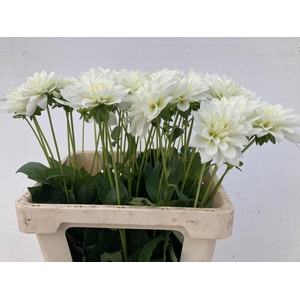 DAHL KARMA MAA ZWAAN