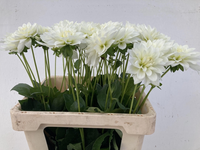 <h4>DAHL KARMA MAA ZWAAN</h4>