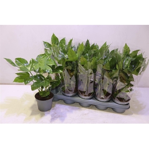 Fatsia Ov
